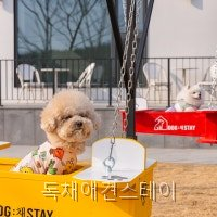 독채애견스테이 사진 3