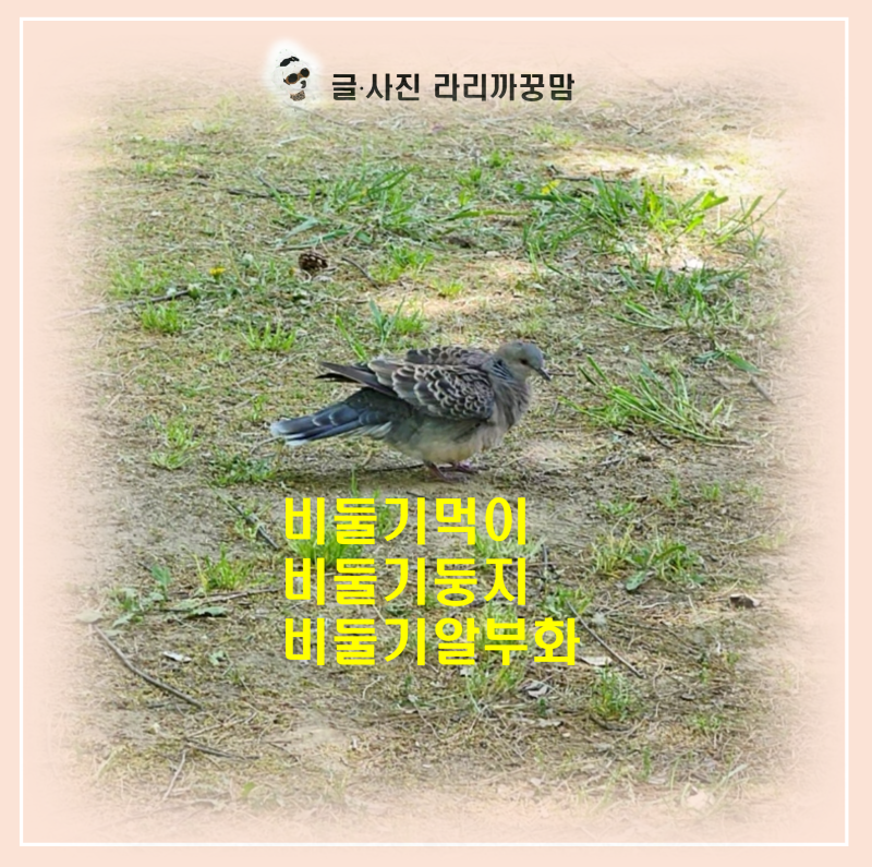 비둘기 알부화 기간부터 먹이까지, 도심 생태 총정리