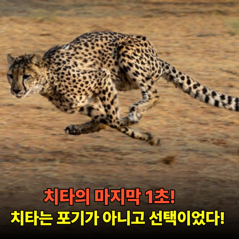 치타가 먹잇감을 따라잡고도 마지막 1초에 포기한 이유