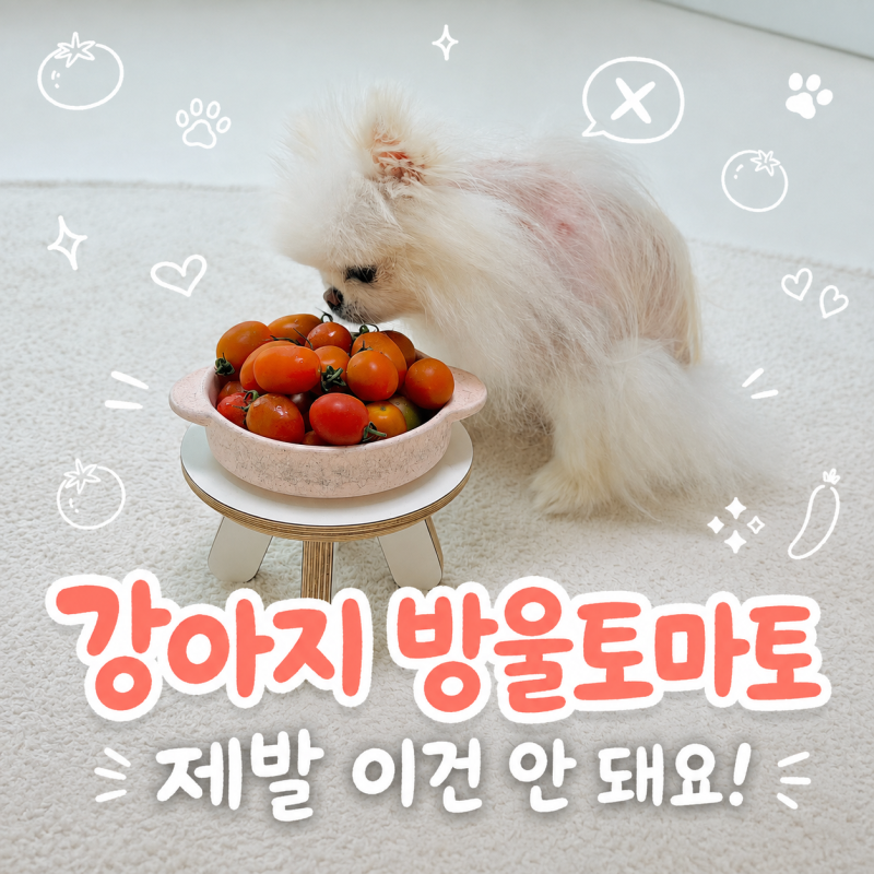 강아지 방울 토마토 급여, 이거 모르는 분들 꽤 많더라고요