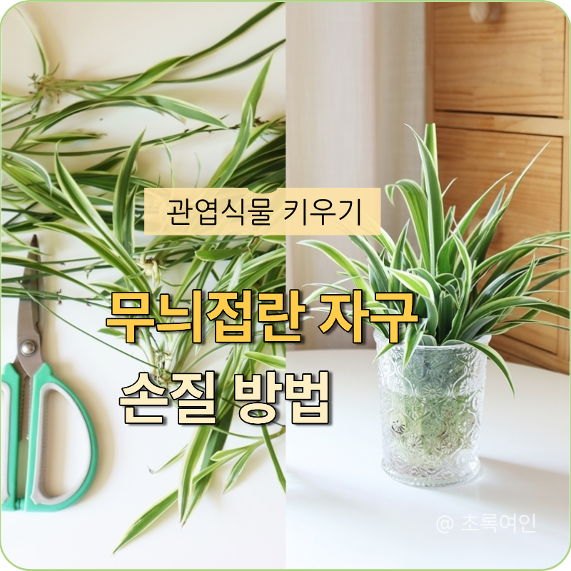 관엽식물 무늬 접란(나비란)자구 손질, 번식, 수경재배, 키우기