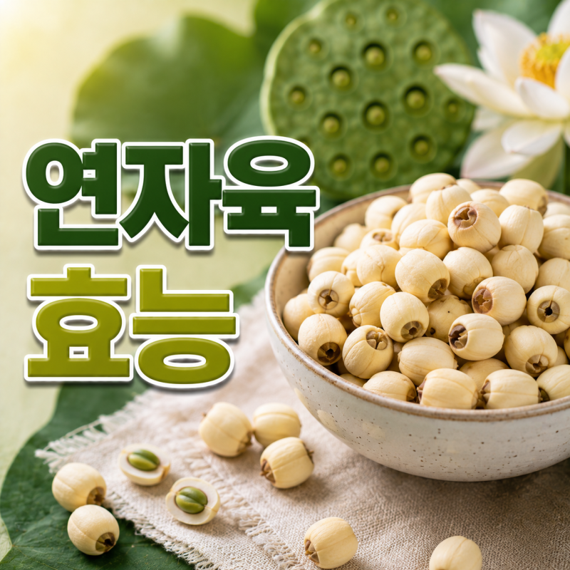 연자육 효능 부작용, 먹는법부터 가루·환까지 총정리