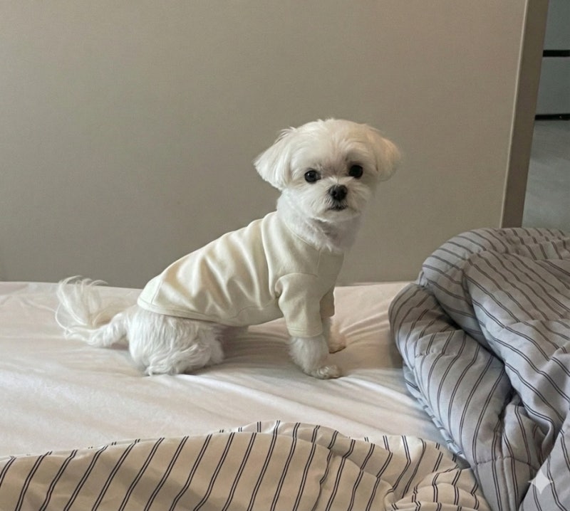 물 안 마시는 강아지, 수제 야채 퓨레로 음수량 늘린 비결