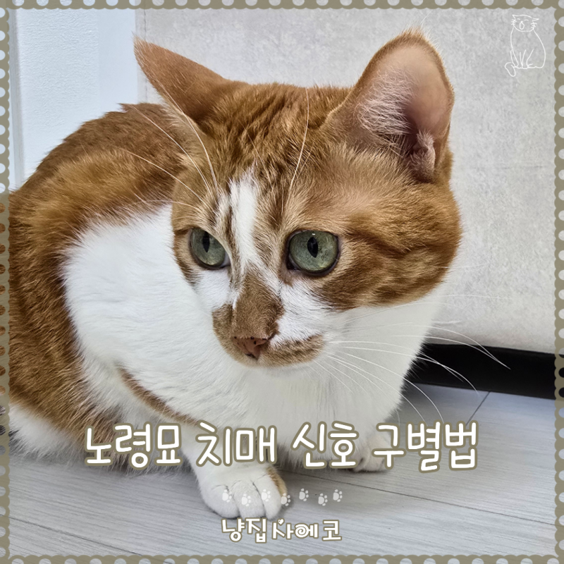 고양이가 밤마다 서성거리며 울 때, 노화 뒤에 숨겨진 치매 신호 구별법