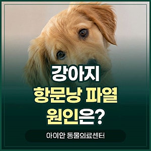 [고덕역동물병원] 강아지 항문낭 파열 증상·검사·치료 전 주의사항 정리