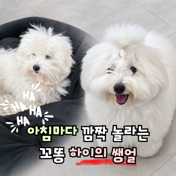 꼬똥 드 툴레아 분양 가격, 꼬동 직접 키워보니 가장 힘든 점은