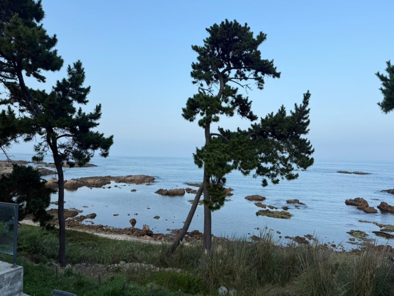 [부산 여행] 초보 운전자의 부산 기장 여행기️(아난티 코브 숙박 + 대성 갈치찌개구이 + 카페....