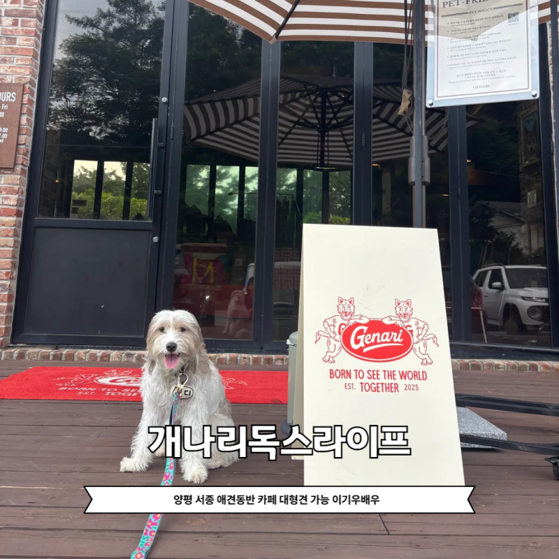 양평 서종 애견동반 카페 대형견 가능 이기우 개나리독스라이프