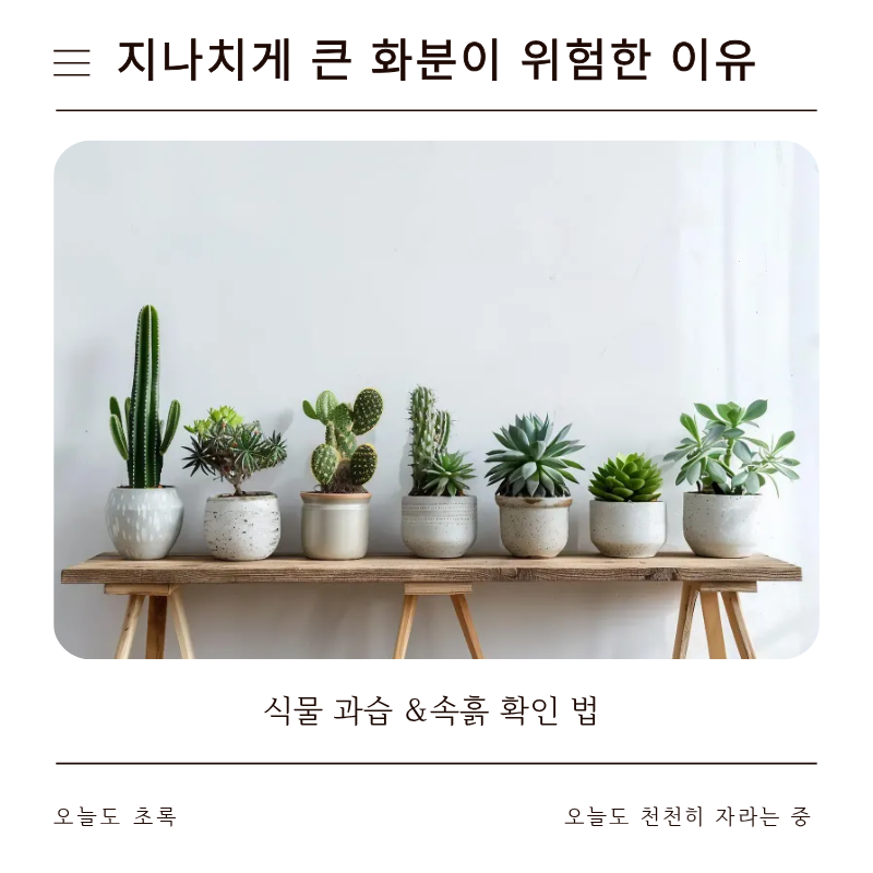 분갈이 화분 크기 큰 게 무조건 나쁜 이유 4가지 (식물 과습 & 속흙 확인법)
