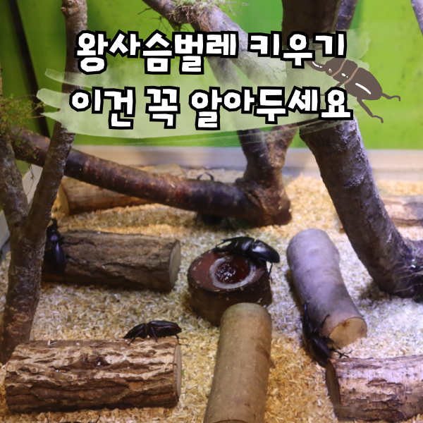 사슴벌레 키우기, 왕사슴벌레 수명 먹이 채집 유의점