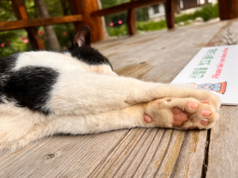 Namyangju Myojuksa Temple: Summer 1-Night, 2-Day Temple Stay Review / How to Book, Price, Program, and Cats