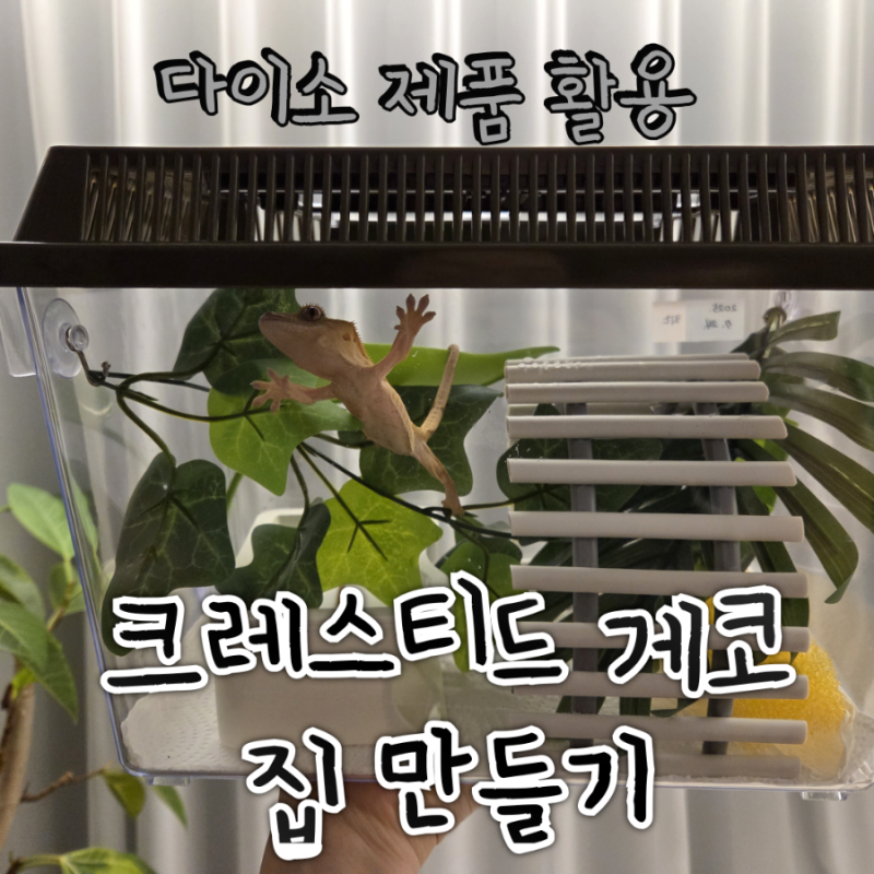 다이소 제품으로 크레스티드게코 집 만들기(사육장 용품 추천 리스트)