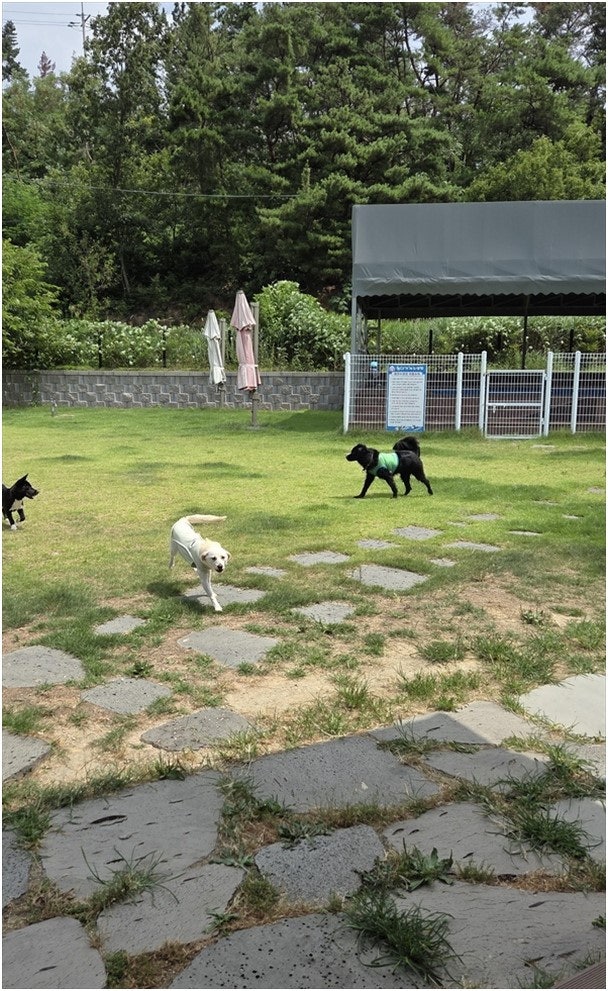 놀다가개 사진 5