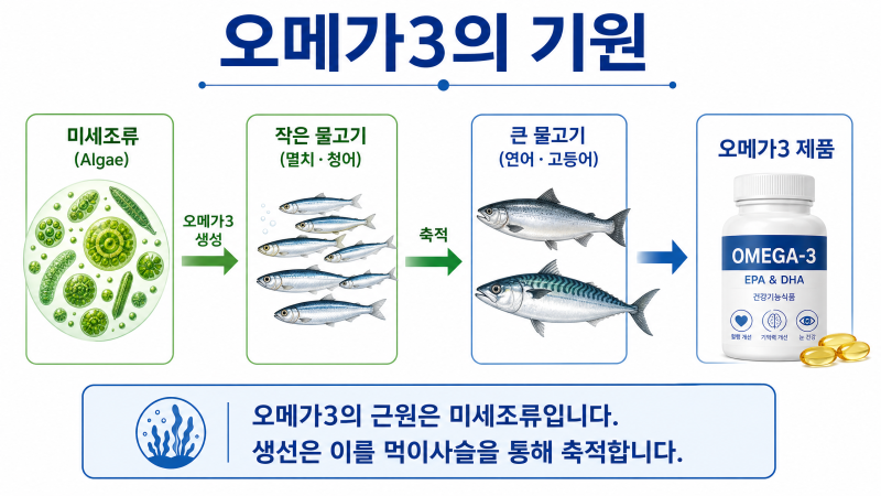 제4편. 식물성 오메가3와 어유(동물성) 오메가3, 무엇이 다를까요?