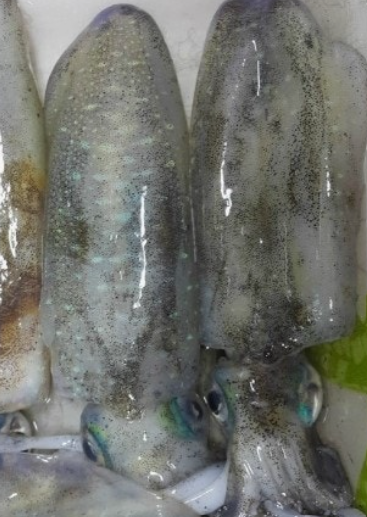 무늬오징어 효능, 시즌, 회, 낚시, 제철, 통찜, 알, 요리, 손질, 갑오징어, 숙회, 찜, 크기, 레시....