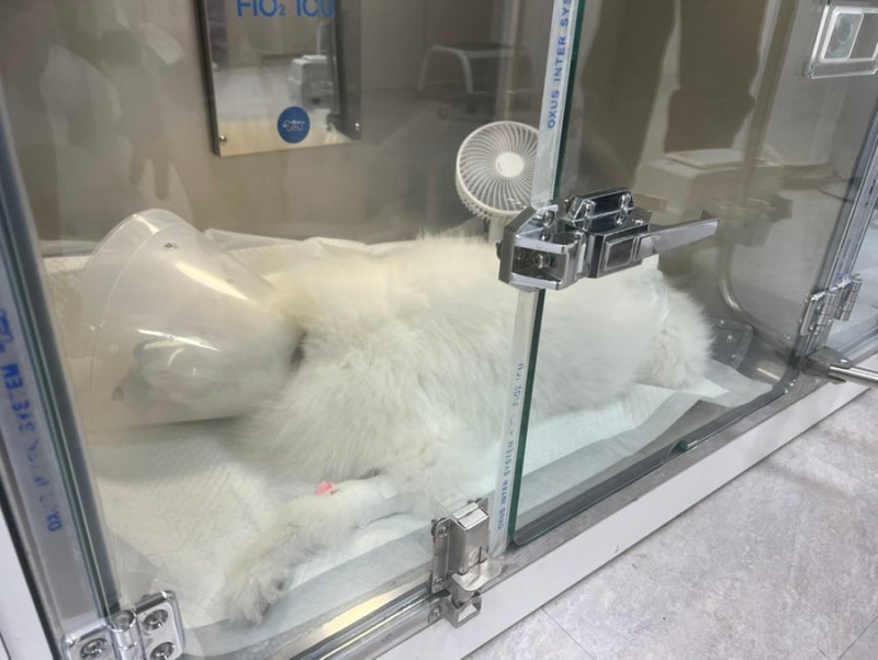 노견 강아지 신부전 투병일기 : 상태 기록, 정든동물병원, 제주숨동물의료센터