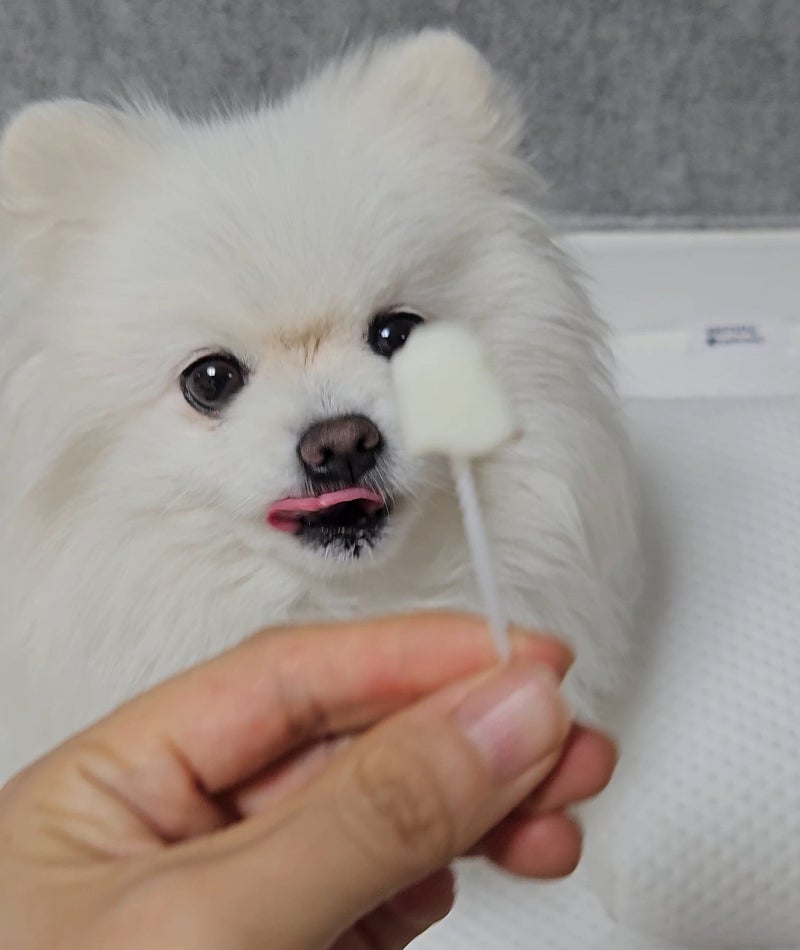 강아지 요거트, 여름철 최고의 아이스크림 간식