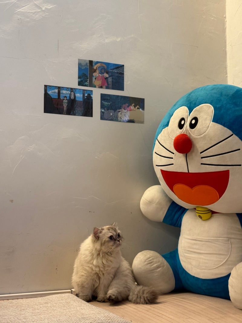창원 용호동 가로수길 카페) 호노보노 ほのぼの / 고양이 카페 너무 귀여워:)