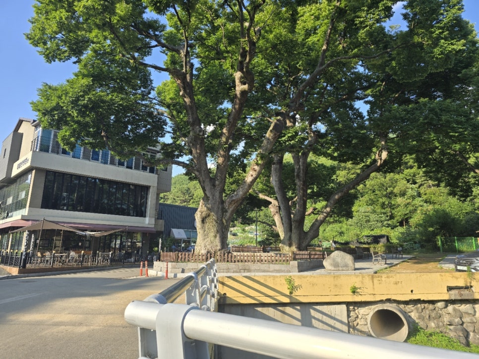 카페느티나무 사진 2