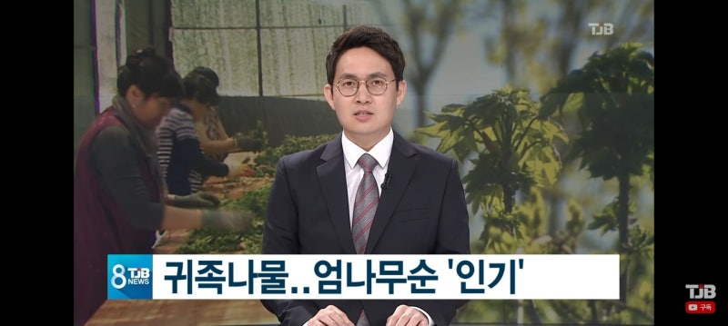 엄나무 묘목 대량 분양 | 서산 30만 평 재배 단지 직판