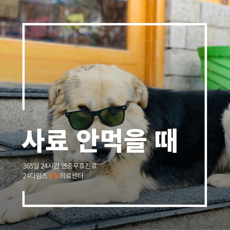 강아지 사료 안 먹을 때, 원인별 대처법 총정리