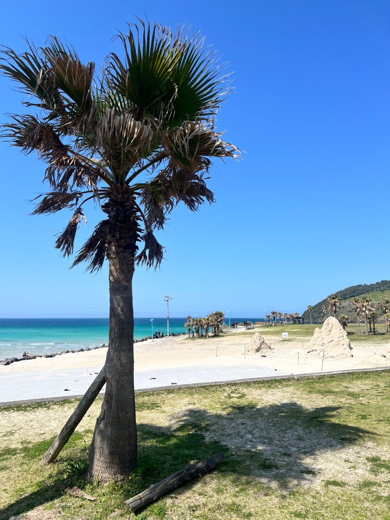 혼자 다녀온 제주 낭만 여행 ✨ (제주도렌트할때 알아보면 좋을 점, 아마노렌터카허브 이용 ....