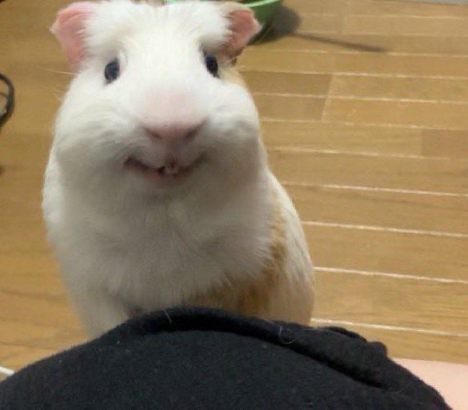 떼르떼 사진 1