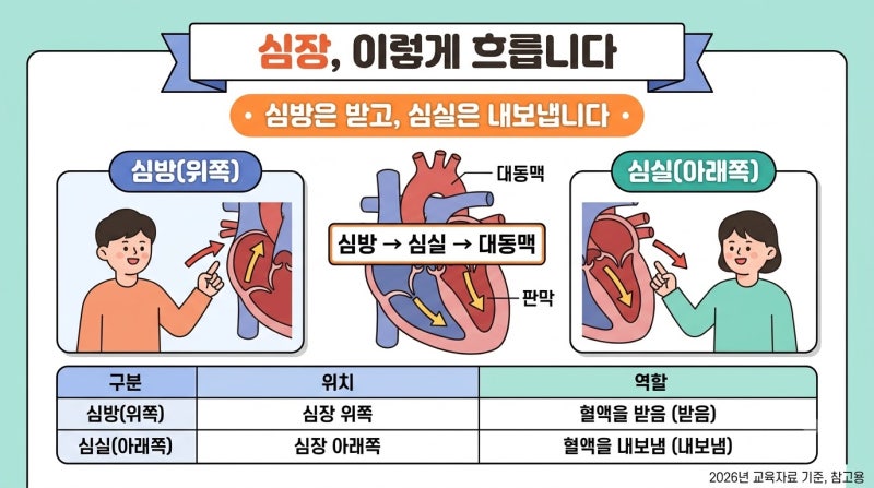 간호조무사 심혈관계 의학용어 정리,헷갈리는 필수 용어