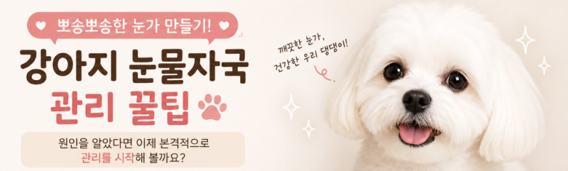 강아지 눈물자국 지우기, 사료만 바꿔도 될까? (ft. 원인과 예방 꿀팁)
