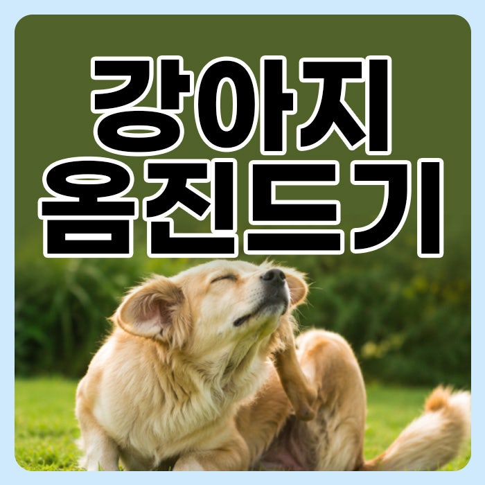 강아지 옴진드기 증상과 원인, 사람에게도 옮나요?