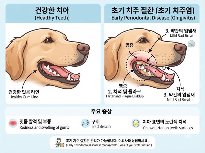 강아지 치주염 증상 증상단계 초기부터 말기 알아보니