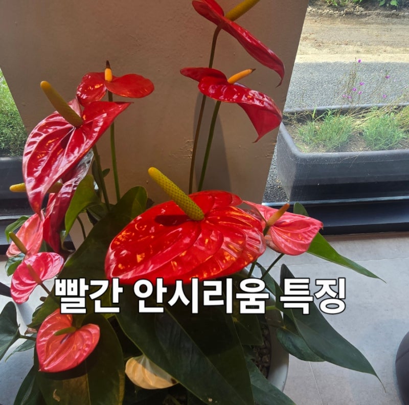 빨간 안시리움 키우기 꽃말 관리법 물주기 햇빛 온도 알아보기