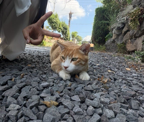 볼수록제주 사진 6