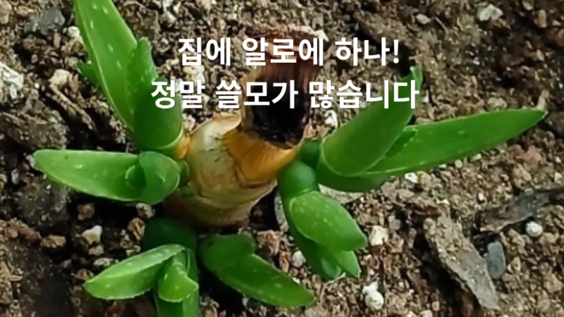 집에 알로에 하나 있으면 좋은 이유! 키 큰 알로에 가지치기부터 번식, 먹는 법까지