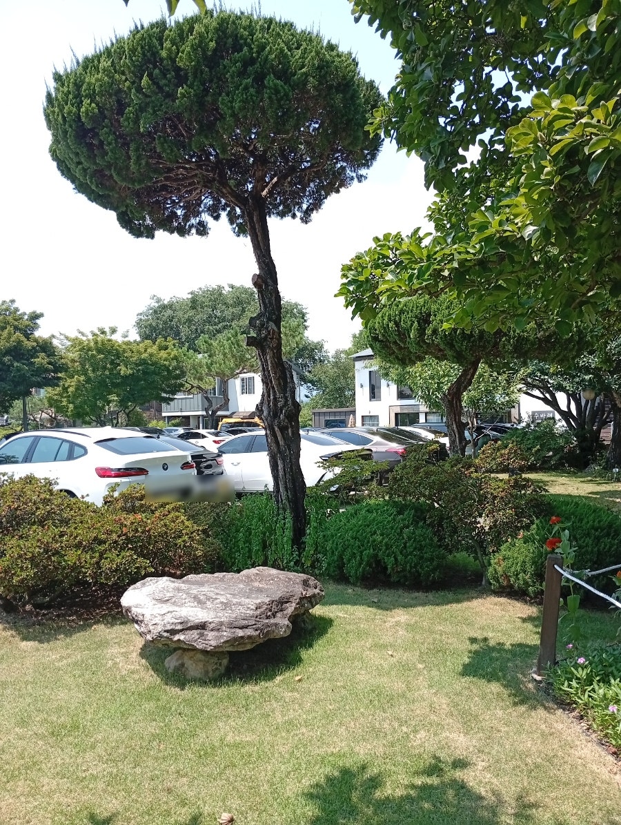 황금소나무 사진 2