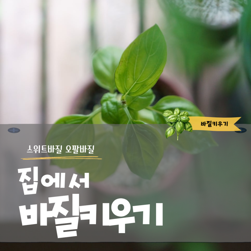 초보도 실패 없는 집에서 스위트 바질 키우기와 가지치기