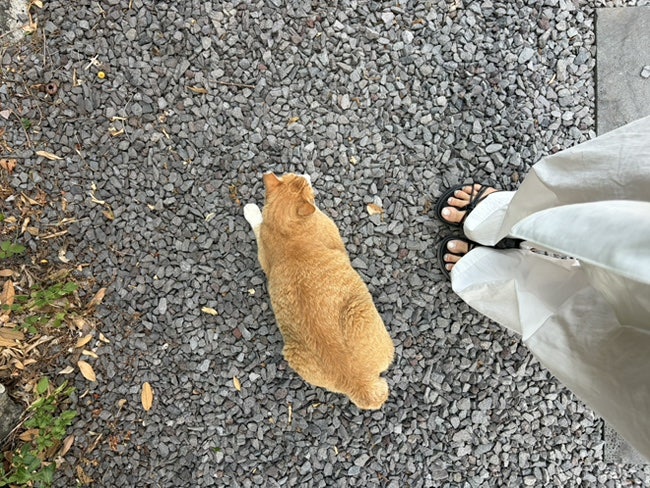 볼수록제주 사진 5