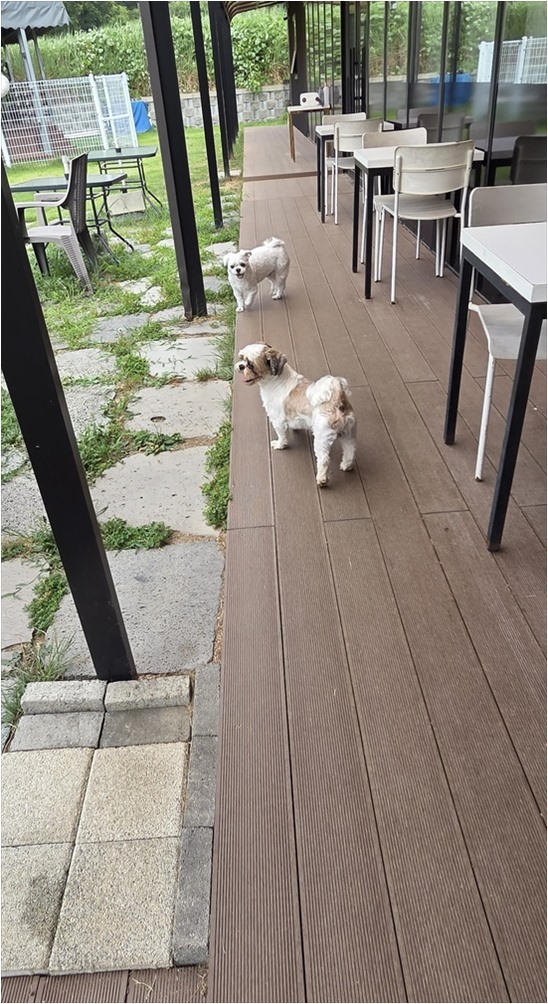 놀다가개 사진 3
