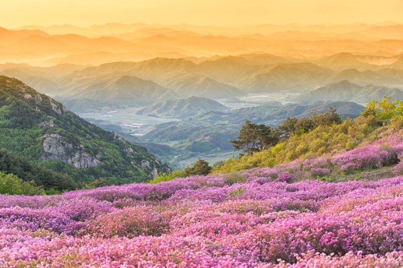 대한민국 꽃 절경 20선 ⑦ 황매산 철쭉