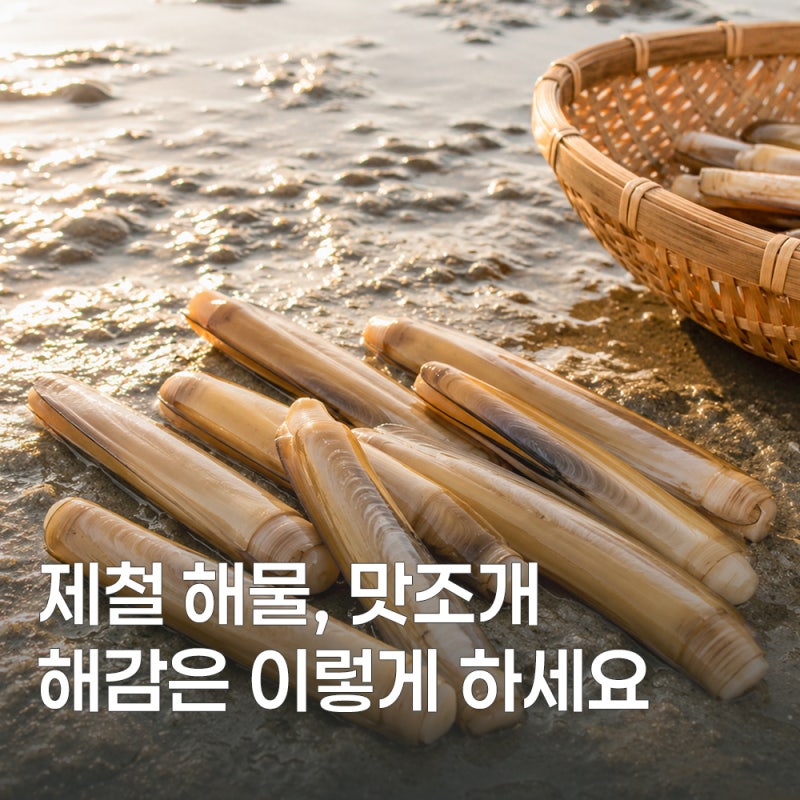 여름 제철 맛조개 효능과 손질법 알아보기