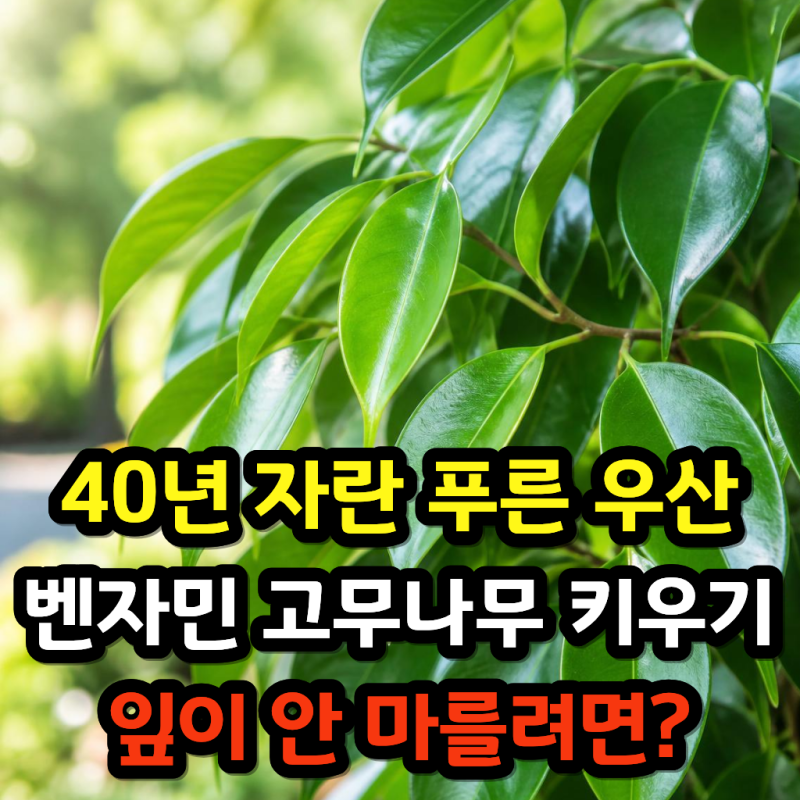 40년간 자란 푸른 우산, 벤자민 고무나무 키우기 특급 비결