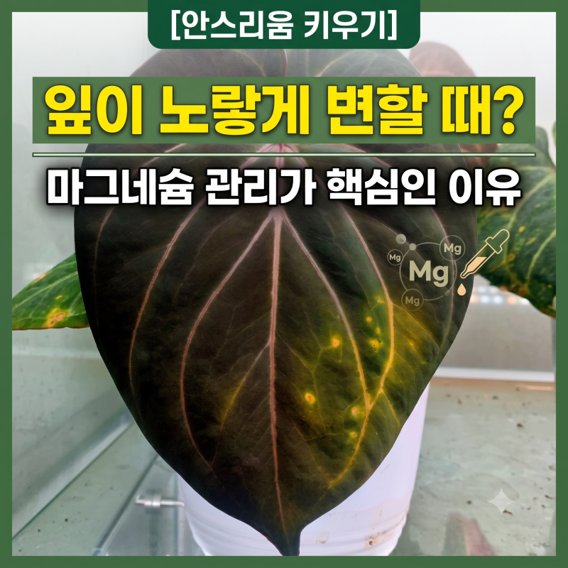 [안스리움 키우기] 잎이 노랗게 변할 때? 마그네슘 관리가 중요한 이유