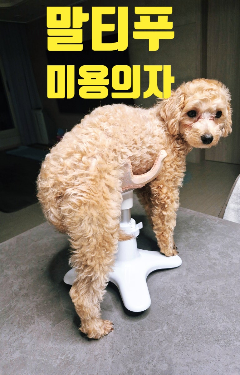 반려동물 미용의자 거치대 반려견 목욕 셀프강아지미용 진짜 편해요::말티푸 뚱이 선운지구....
