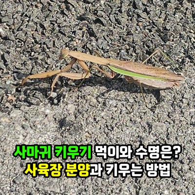 사마귀 키우기 먹이와 수명은? 사육장 분양과 키우는 방법