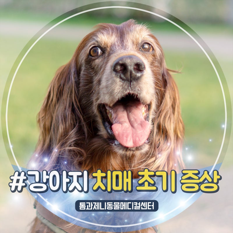 노견과 함께라면 꼭 알아야 하는 강아지 치매 초기증상
