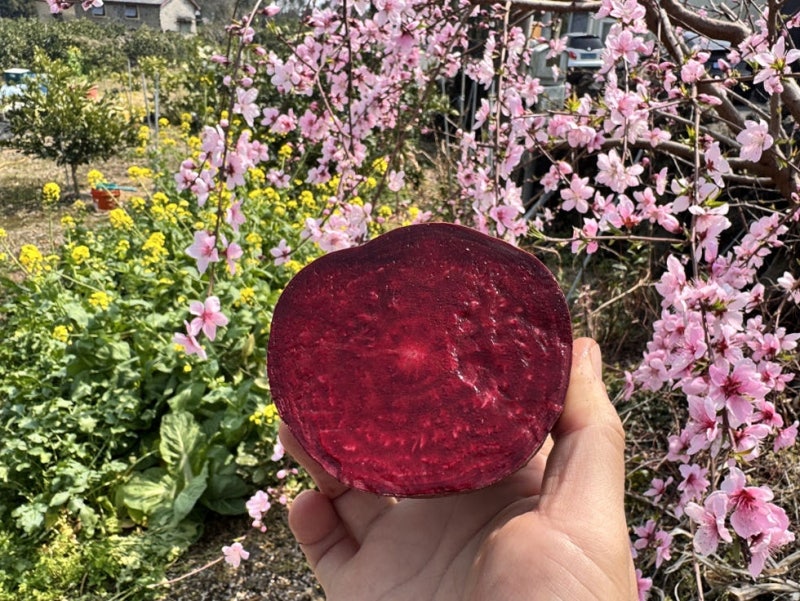 제주 햇 레드 비트 (특품) 5kg, 비트먹는법 고민 끝! 제주도비트 밥상 위 건강 루틴