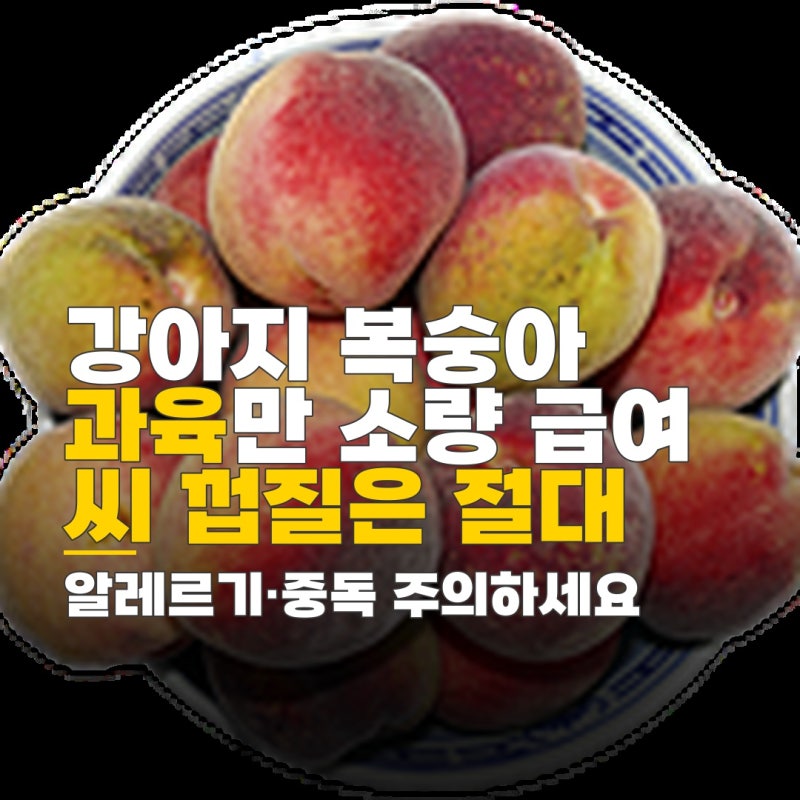 강아지 천도복숭아 급여 강아지 복숭아 과육 소량 급여 방법과 씨 껍질 알레르기 주의사항 ....