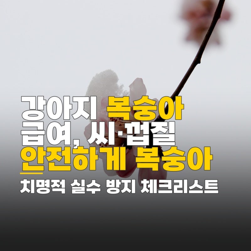 강아지 천도복숭아 급여 강아지 복숭아 급여, 씨·껍질·알레르기 치명적 실수 방지 체크리스....