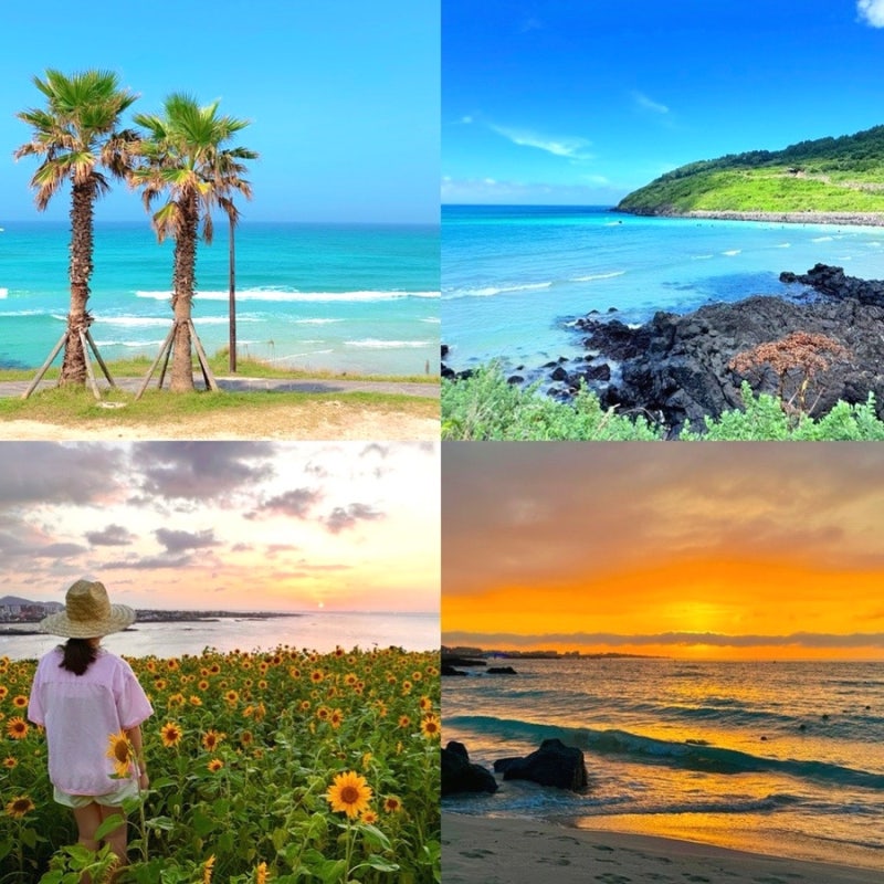 제주도 함덕해수욕장 함덕서우봉 해변 둘레길 해바라기와 일몰