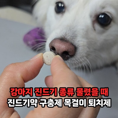 강아지 진드기 여름에 특히 주의! 개 진드기 종류 물렸을 때 대처와 예방, 애견 진드기약 구....
